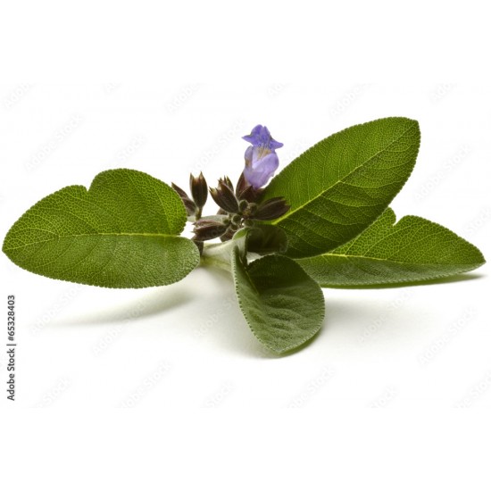 Sauge officinale (Salvia...