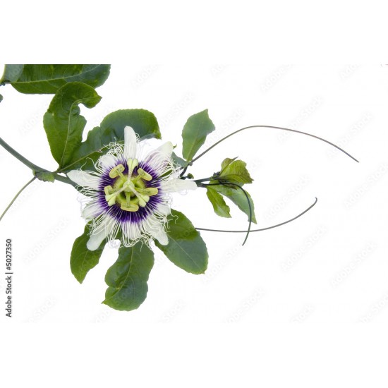 Passiflore (Passiflora) - 40gr