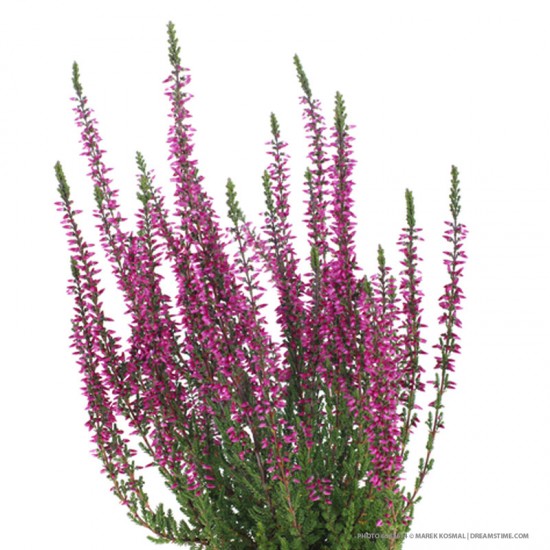 Bruyère (Calluna vulgaris) 50g