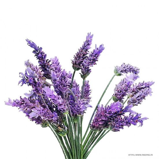 Lavande  (Lavandula...