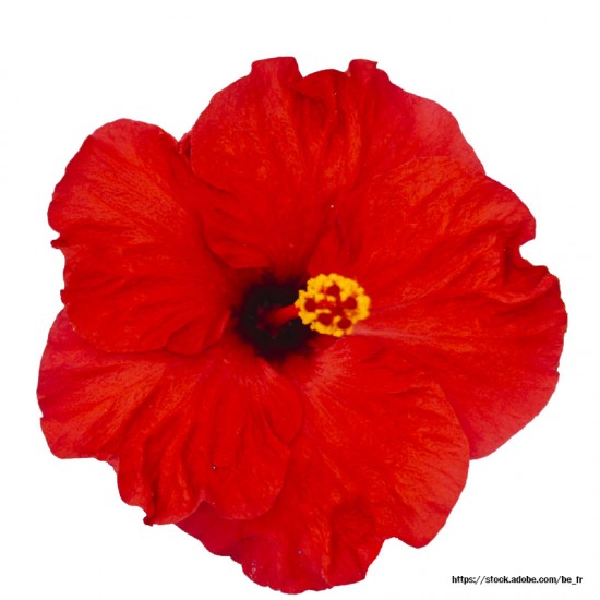 Hibiscus (Hibiscus...