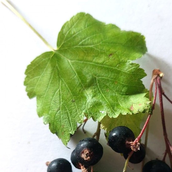 Cassis (Ribes nigrum) 40g